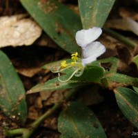 Commelina undulata R.Br.